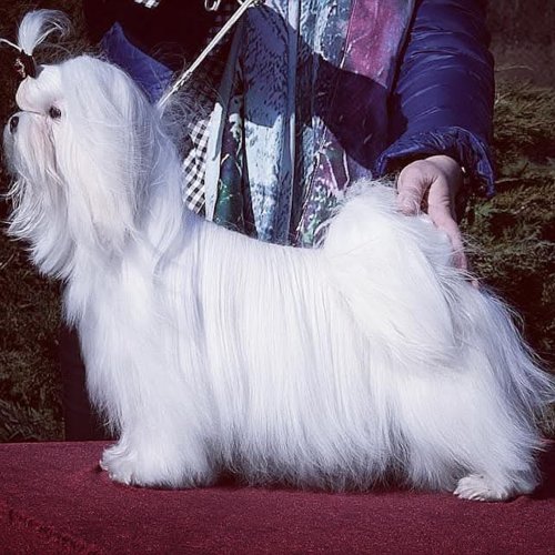 Наші собаки, photo 11