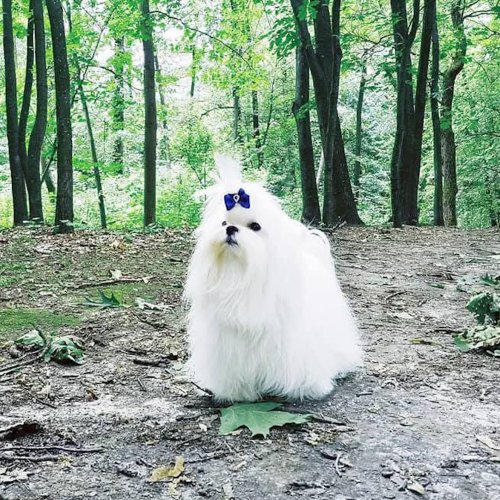Наші собаки