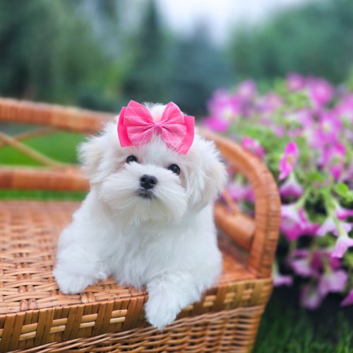 Glamour Queen, фото 12