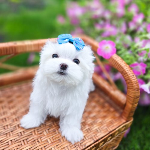 Heartly Sweet Angel, photo 4
