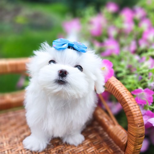 Heartly Sweet Angel, photo 6