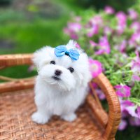 Heartly Sweet Angel, photo 2