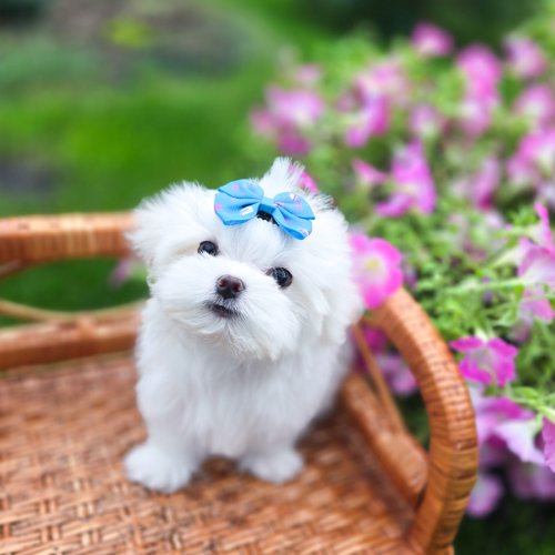 Heartly Sweet Angel, photo 2