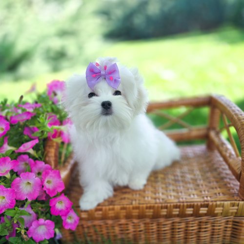 Glamour Queen, фото 1