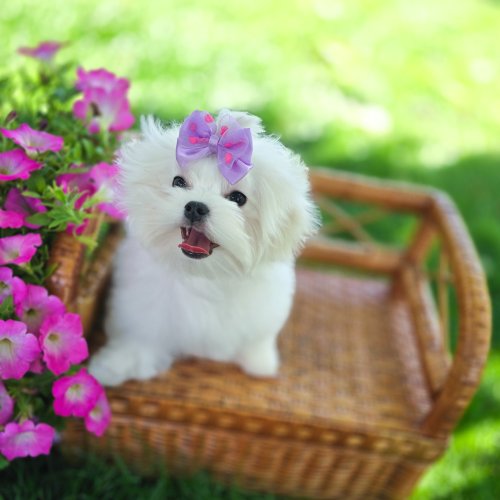 Glamour Queen, фото 6