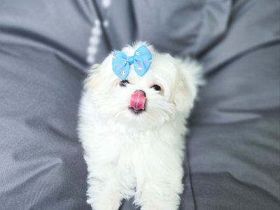 Шарик, фото 1